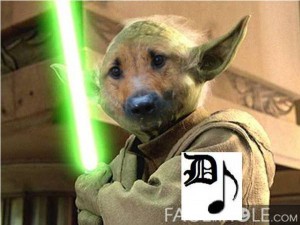 yoda the dog