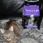 World's Best Cat Litter Smelly Good Version