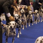 AKC/Eukanuba National Championship