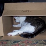 Boris in a Big Box