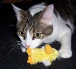 Just Ducky: A Tale of a Boy and His Duck