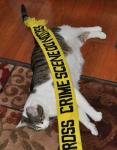 Kitteh Crime Scene