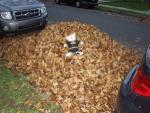 Playin in da Leafs Pile