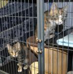 Good News Kittens Gotted Forever Home